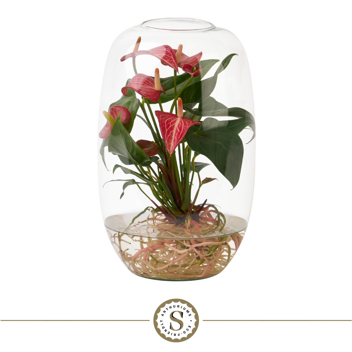 Anthurium Aqua Roots 35x17 cm groen roze