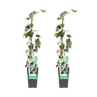 Klimplant Hadera Colchica Dentata Variata 2 stuks Ø15cm 65cm