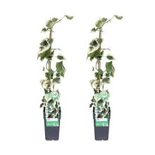 Klimplant Hadera Colchica Dentata Variata 2 stuks Ø15cm 65cm