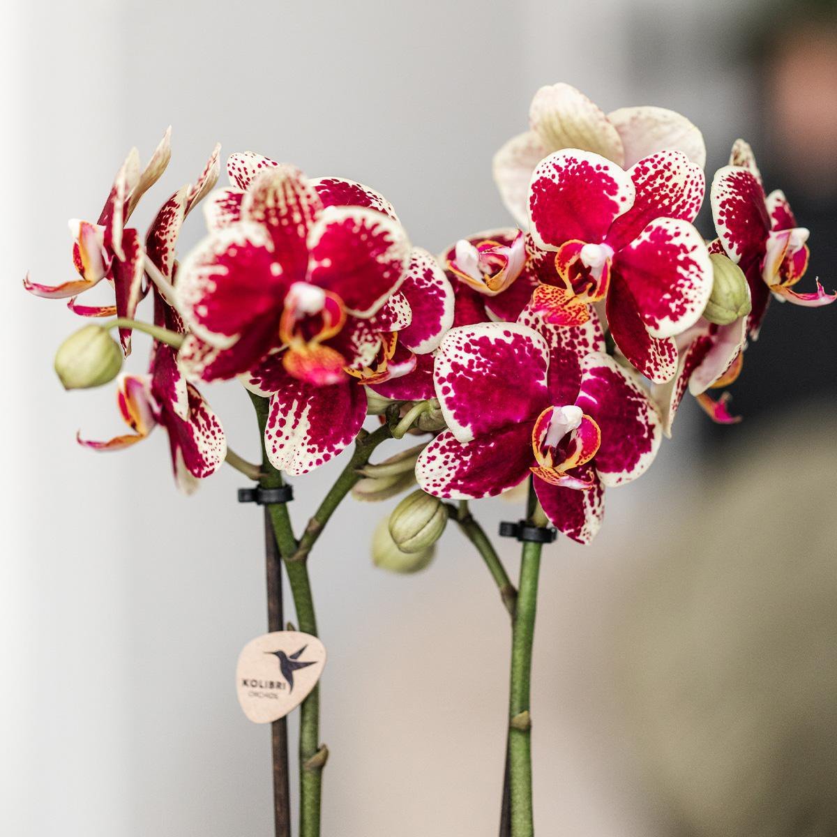 Rood-gele Phalaenopsis Orchidee in Bee pot Ø9cm