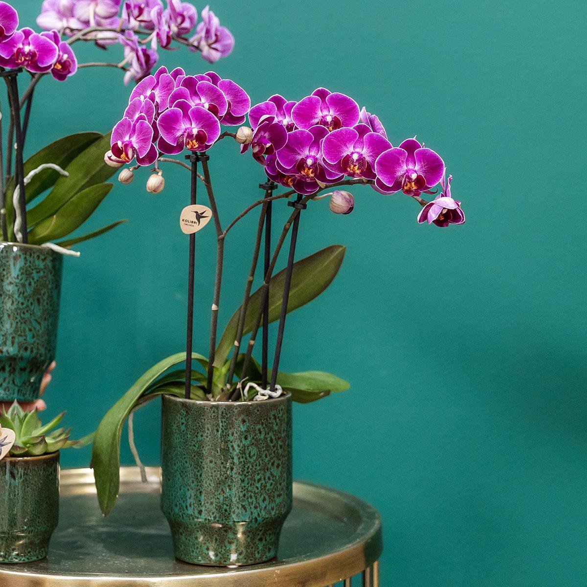 Paarse Phalaenopsis Orchidee in Keramieke Groene Sierpot (Ø9cm)