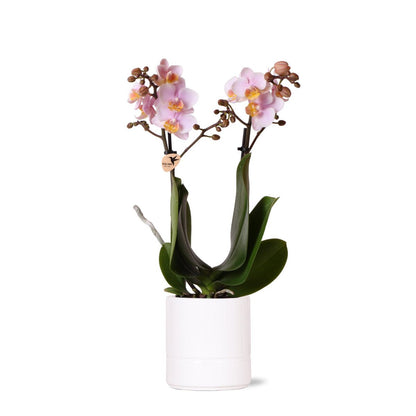 Roze Phalaenopsis Orchidee in witte Pastel pot (Ø9cm)