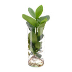 Clusia in cylindrical Glass - Ø12cm - ↕30cm