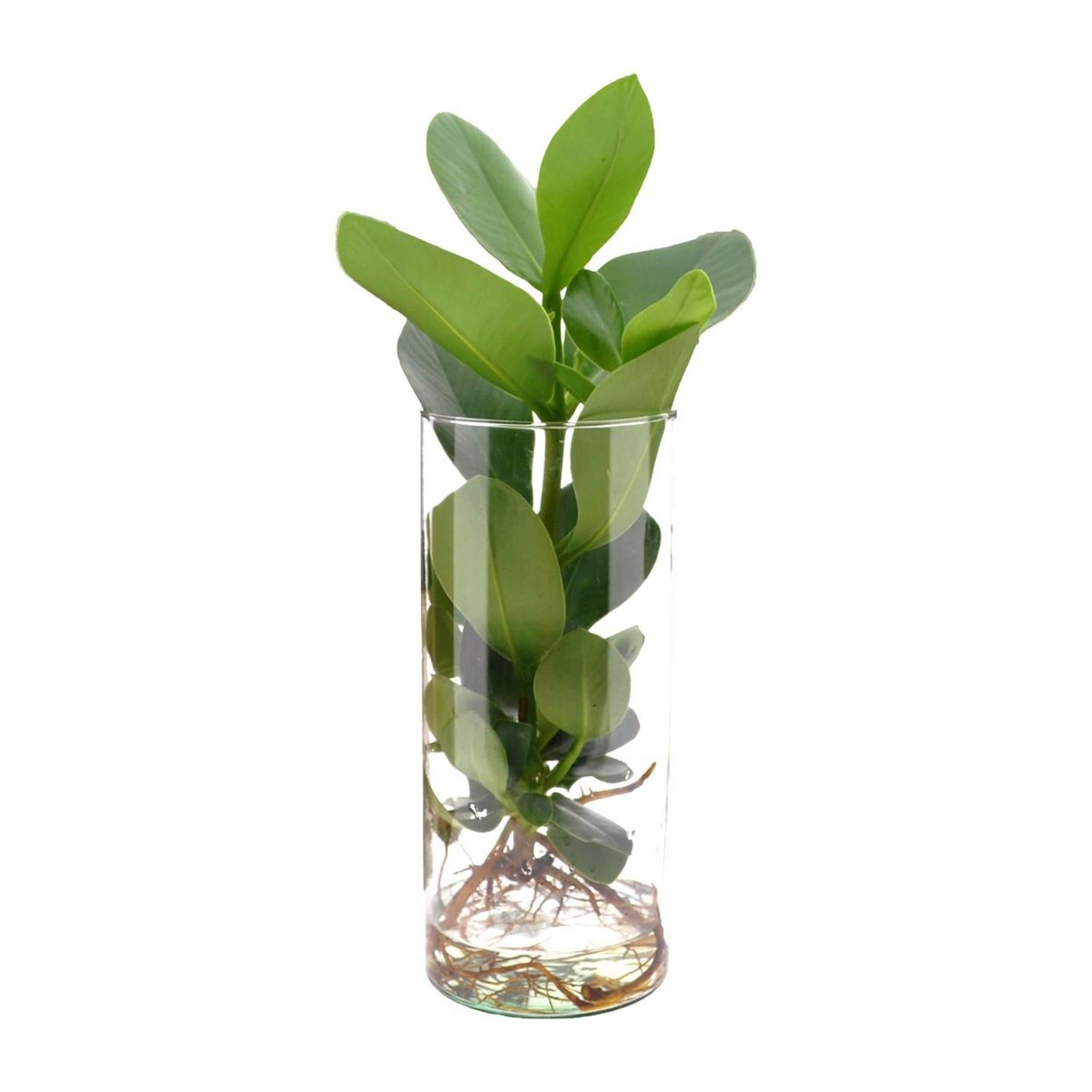 Clusia in cylindrical Glass - Ø12cm - ↕30cm