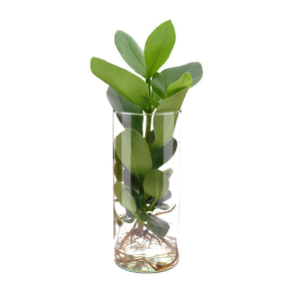 Clusia in cylindrical Glass - Ø12cm - ↕30cm