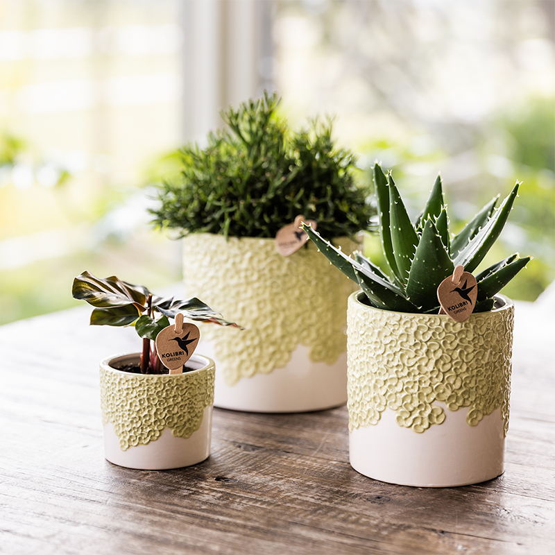 Sierpotten set 3 stuks groen reliëf 6 9 12 cm
