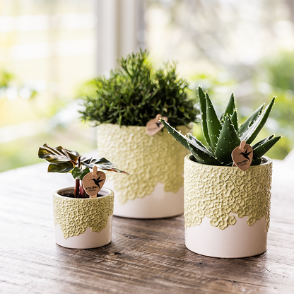 Sierpotten set 3 stuks groen reliëf 6 9 12 cm