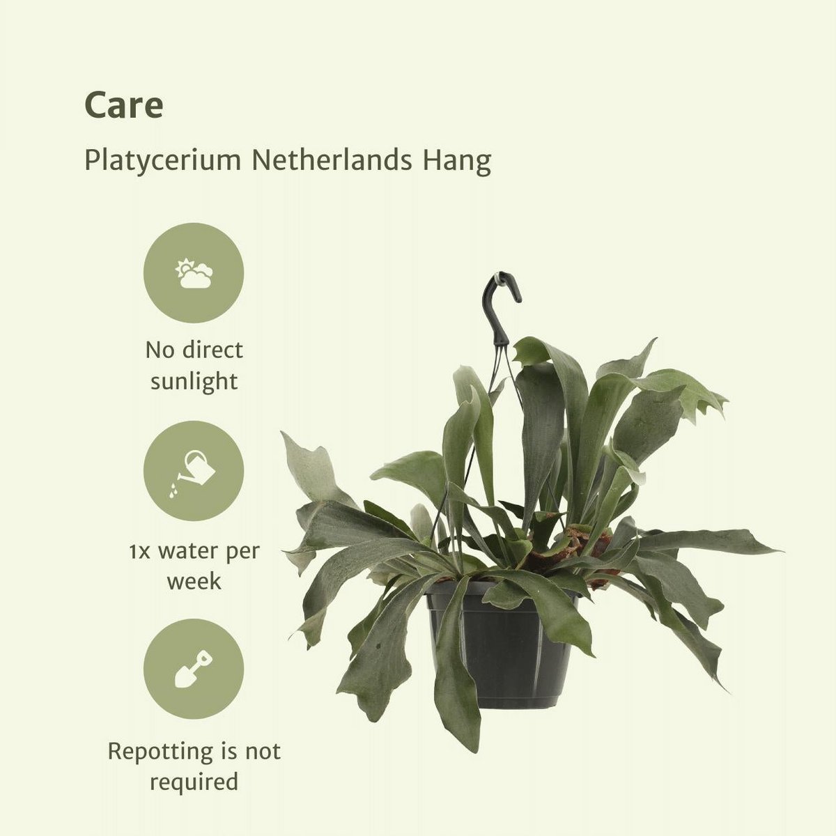 Hertshoornvaren Platycerium Ø17cm ↕30cm