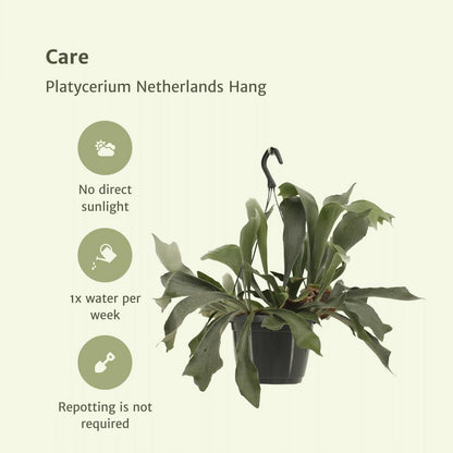 Hertshoornvaren Platycerium Ø17cm ↕30cm