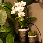 Orchidee Phalaenopsis Niagara Fall wit Ø9 cm pot