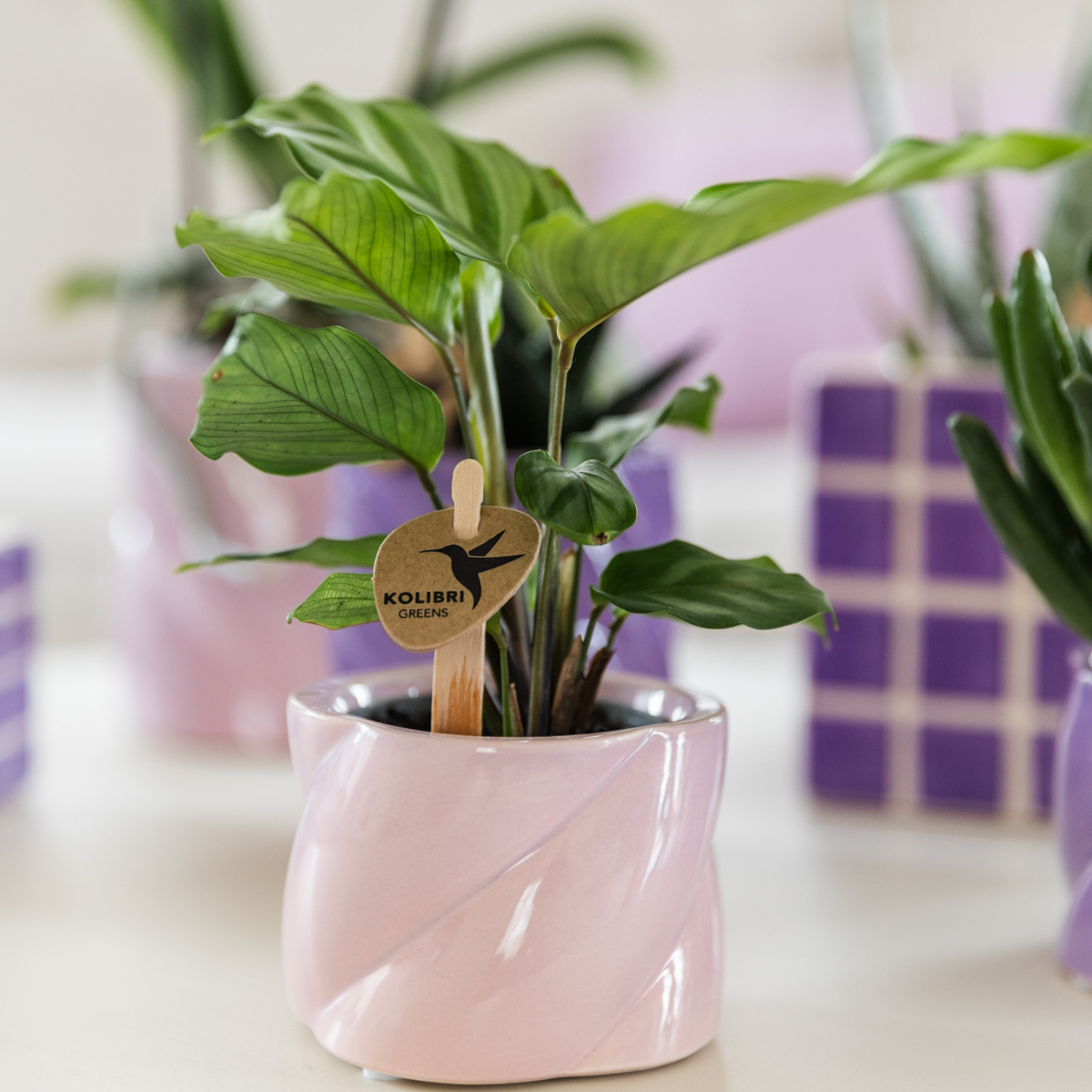 Calathea kamerplant Ø6 cm