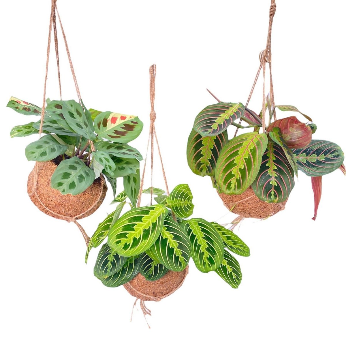 Kokodama Maranta Mix 3 stuks Ø15cm ↕20cm
