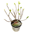 Hydrangea Strong Annabelle pot Ø19cm hoogte 30cm