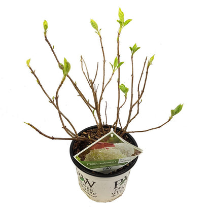 Hydrangea Strong Annabelle pot Ø19cm hoogte 30cm