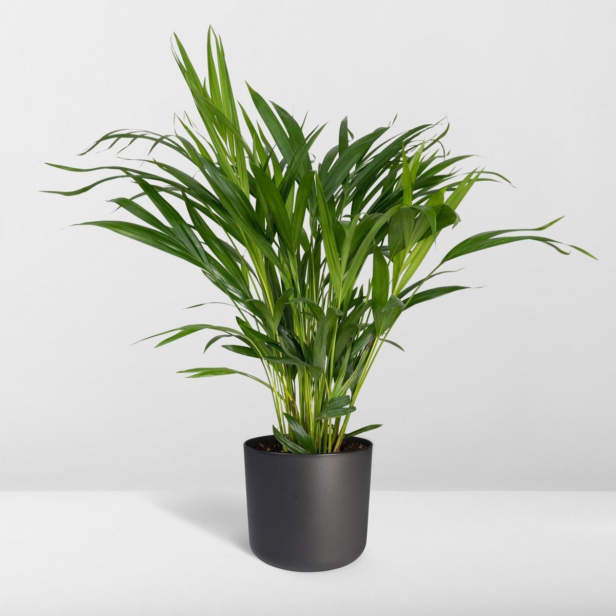 Areca Palm Dypsis Lutescens Ø17cm 60cm