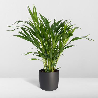 Areca Palm Dypsis Lutescens Ø17cm 60cm
