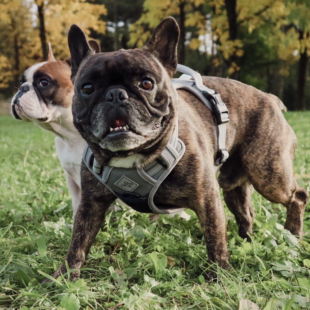 ne&no® Dog Harness with Matching Shock Absorber [DEVELOPED by NE&NO]