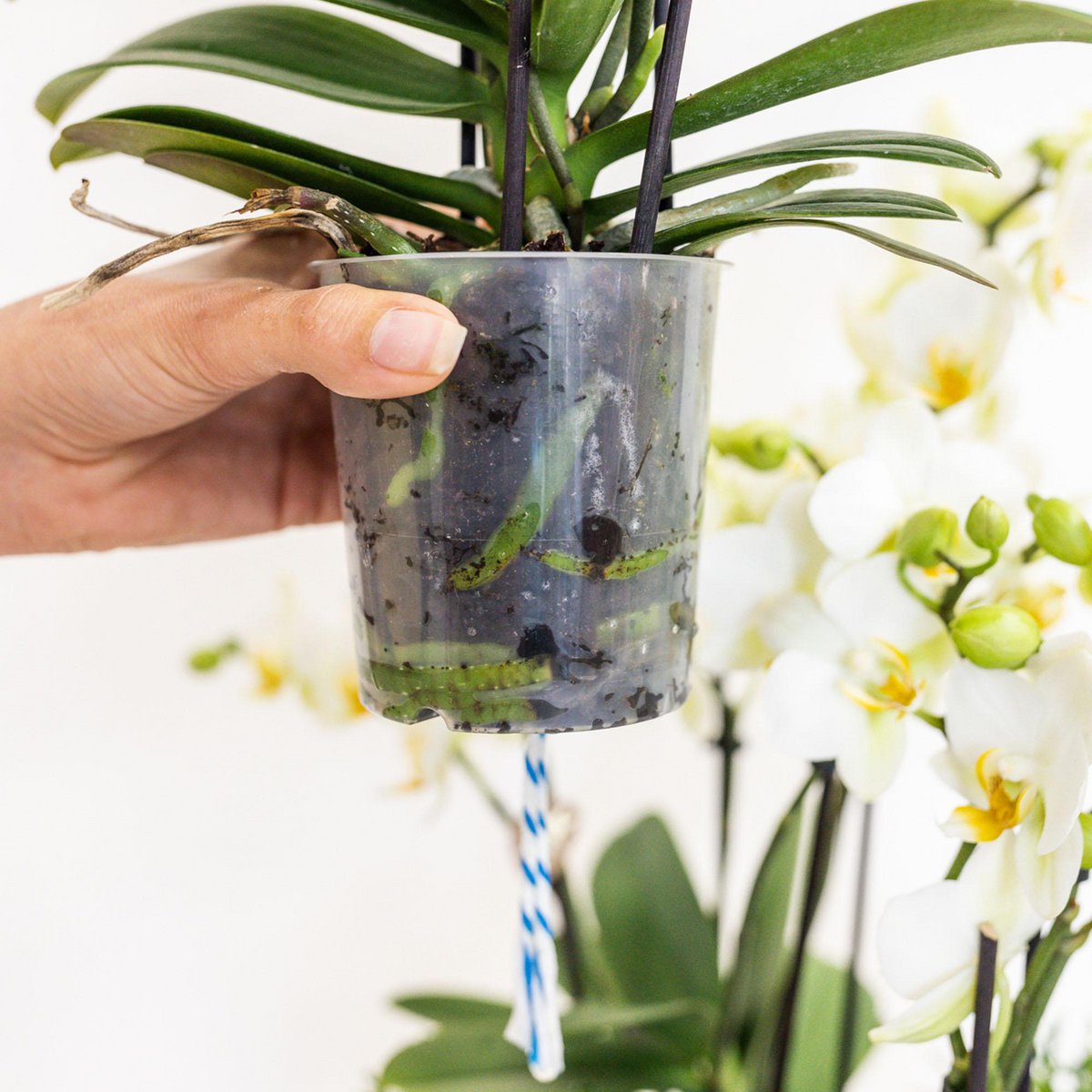 Oranje Orchideeënset in Rieten Mand met Waterreservoir