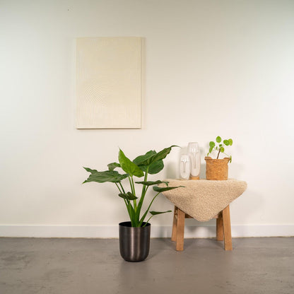 Alocasia Cucullata - Ø19cm - ↕65cm + Pot Mayk Lood