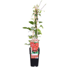 Clematis Hagley Hybrid rood Ø15cm ↕65cm