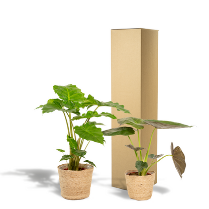 Alocasia Wentii En Portodora Met Selin Mand Set Kwekerijset