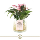 Anthurium Aqua Roots Zizou waterplant glazen pot