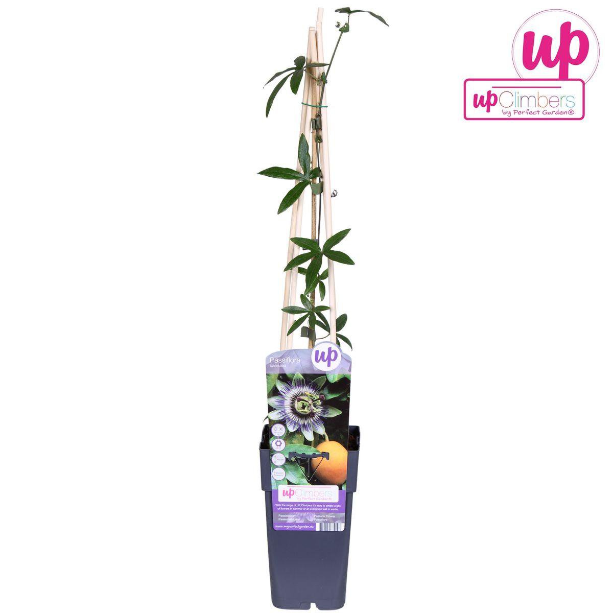 Passiflora klimplant 65 cm Ø15 cm