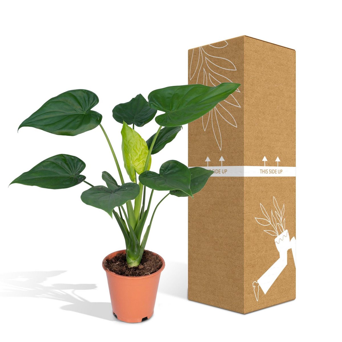 Alocasia Olifantsoor kamerplant Ø19cm ↕ 55cm
