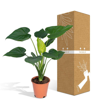 Alocasia Olifantsoor kamerplant Ø19cm ↕ 55cm