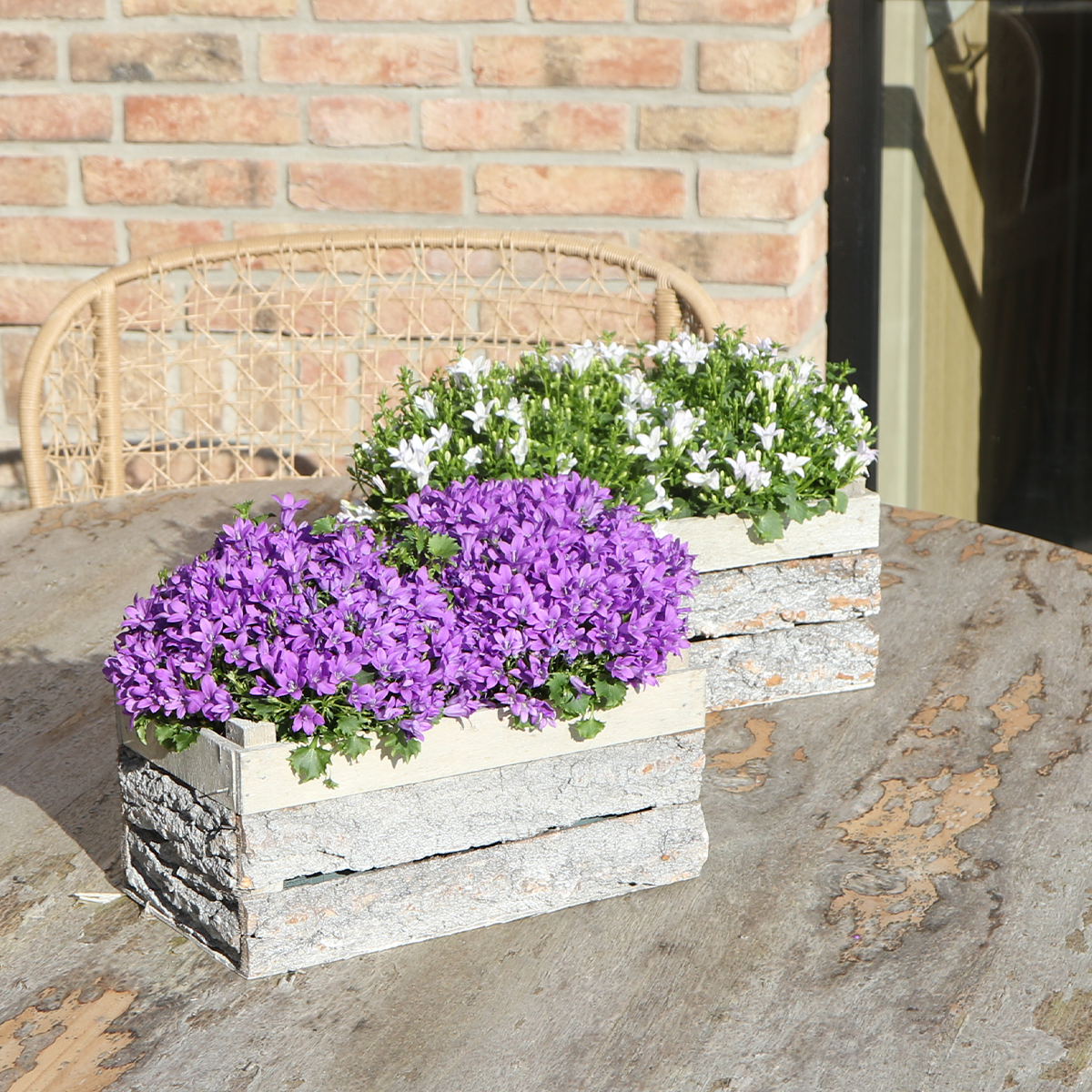 Twee Paarse Campanula Planten in Houten Kist – Vaste Tuinplant & Winterhard