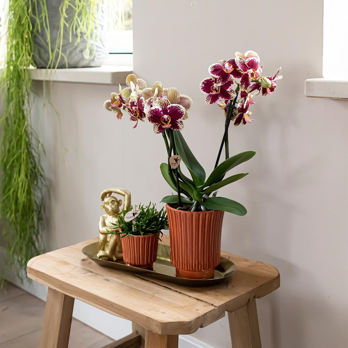 Plantenset Orchidee, Rhipsalis met Retro Terracotta Potten en Dienblad