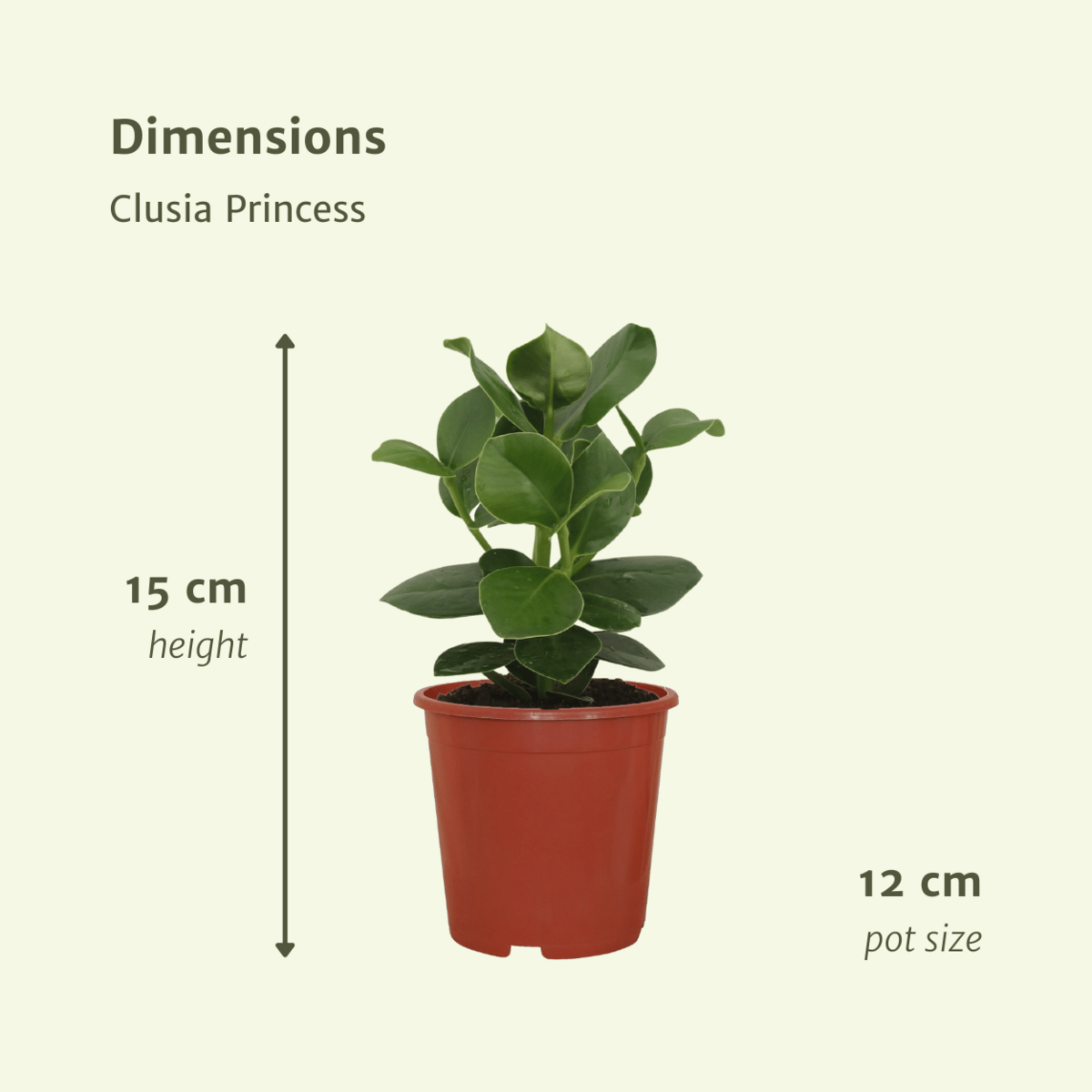 Clusia Princess (Signature Tree) - 2 pieces - Ø12cm - ↕15cm