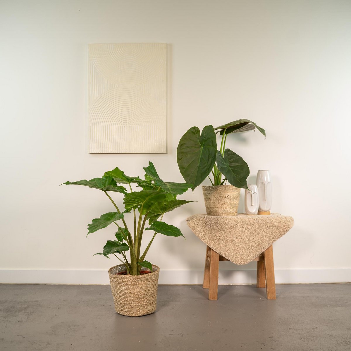 Alocasia Wentii En Portodora Met Selin Mand Set Kwekerijset
