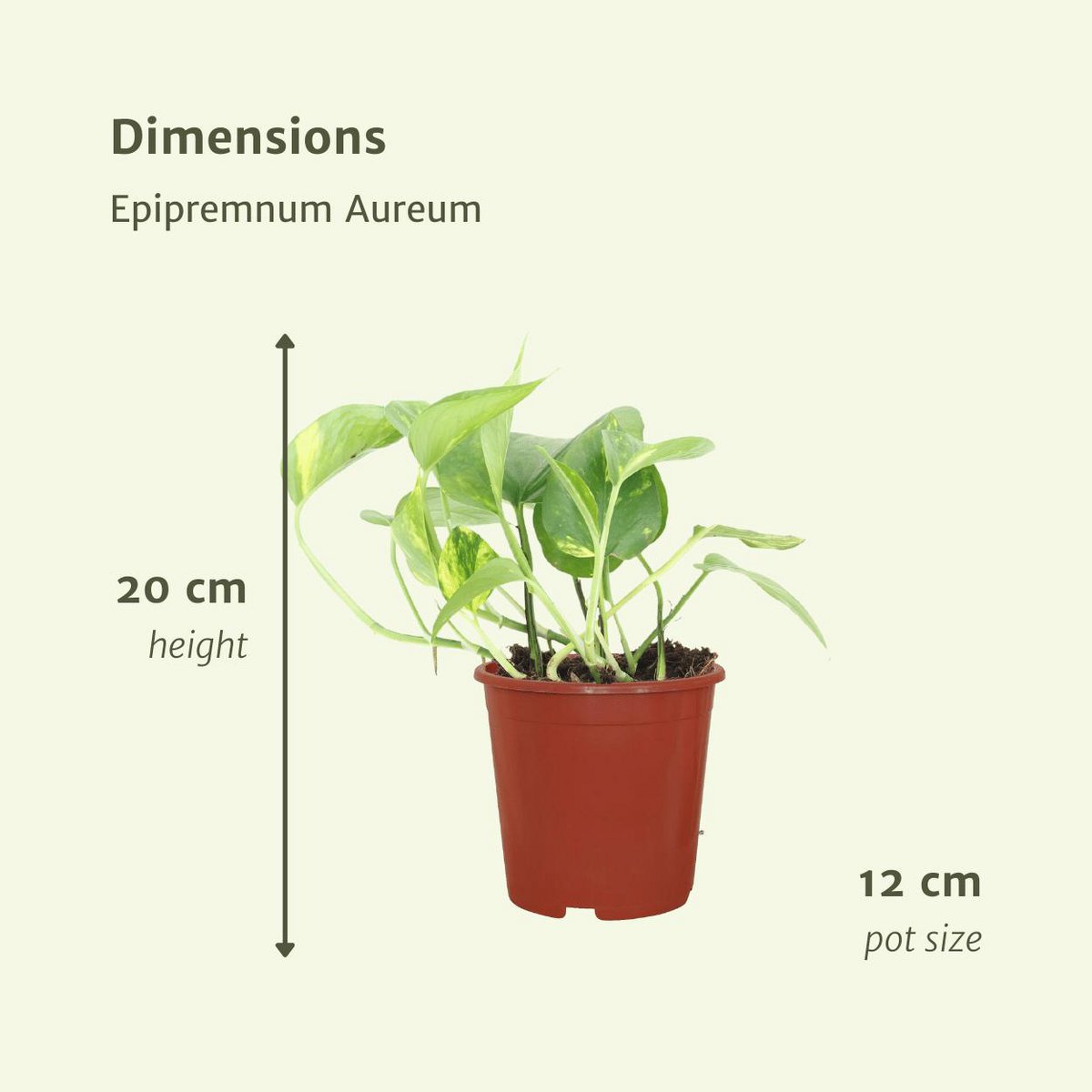 Kamerplant Epipremnum Aureum 4 stuks ø12cm 20cm