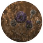 Muurcirkel purple peace Dibond 40 cm