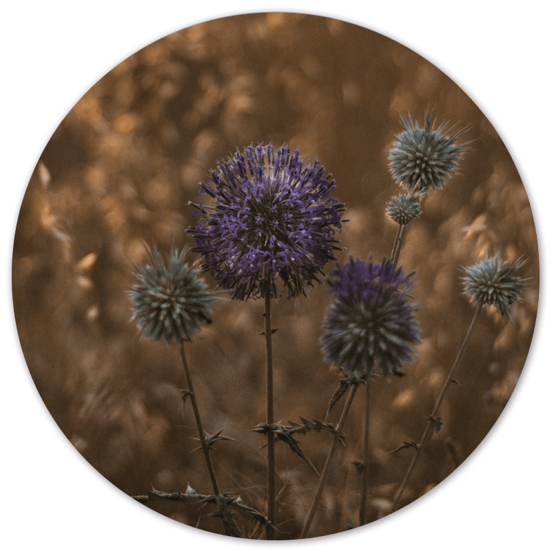 Muurcirkel purple peace Dibond 40 cm