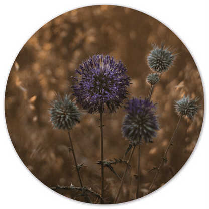 Muurcirkel purple peace Dibond 40 cm