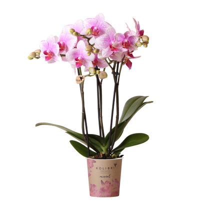 Roze Phalaenopsis Orchidee - Bloeiende Kamerplant, Potmaat Ø9 cm