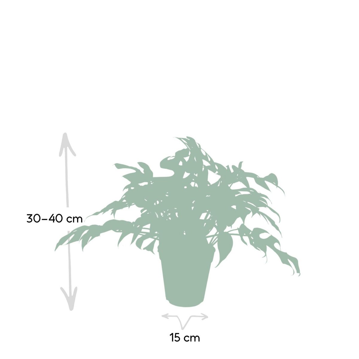 Monstera Minima plant Ø15cm 25cm