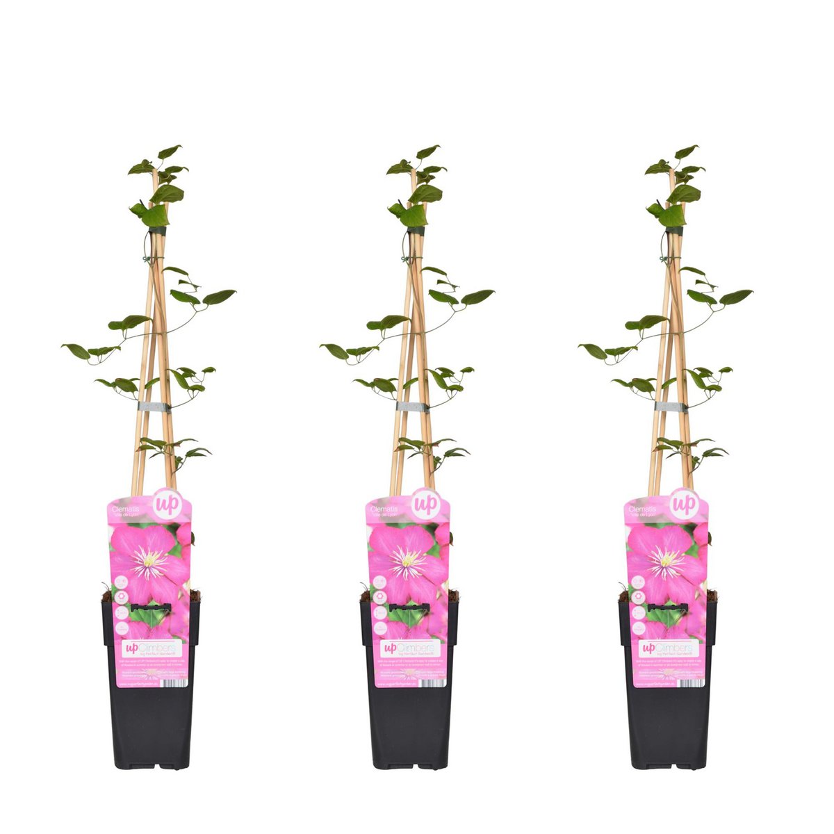 3x - Clematis ville de lyon - ↨65cm - Ø15