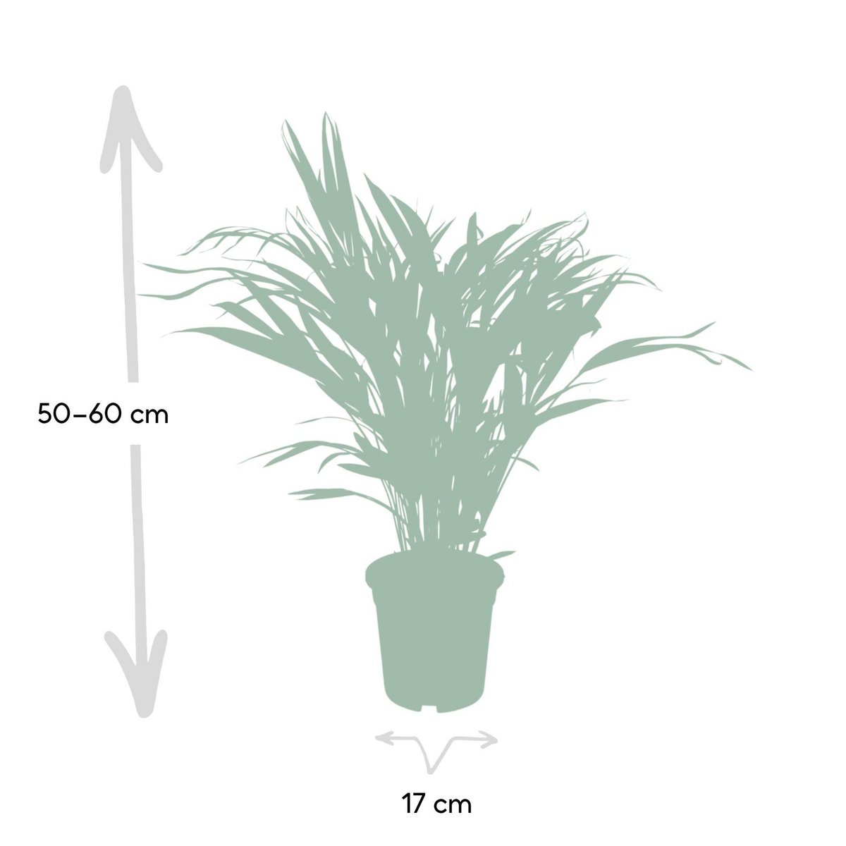 Areca Palm Dypsis Lutescens Ø17cm 60cm