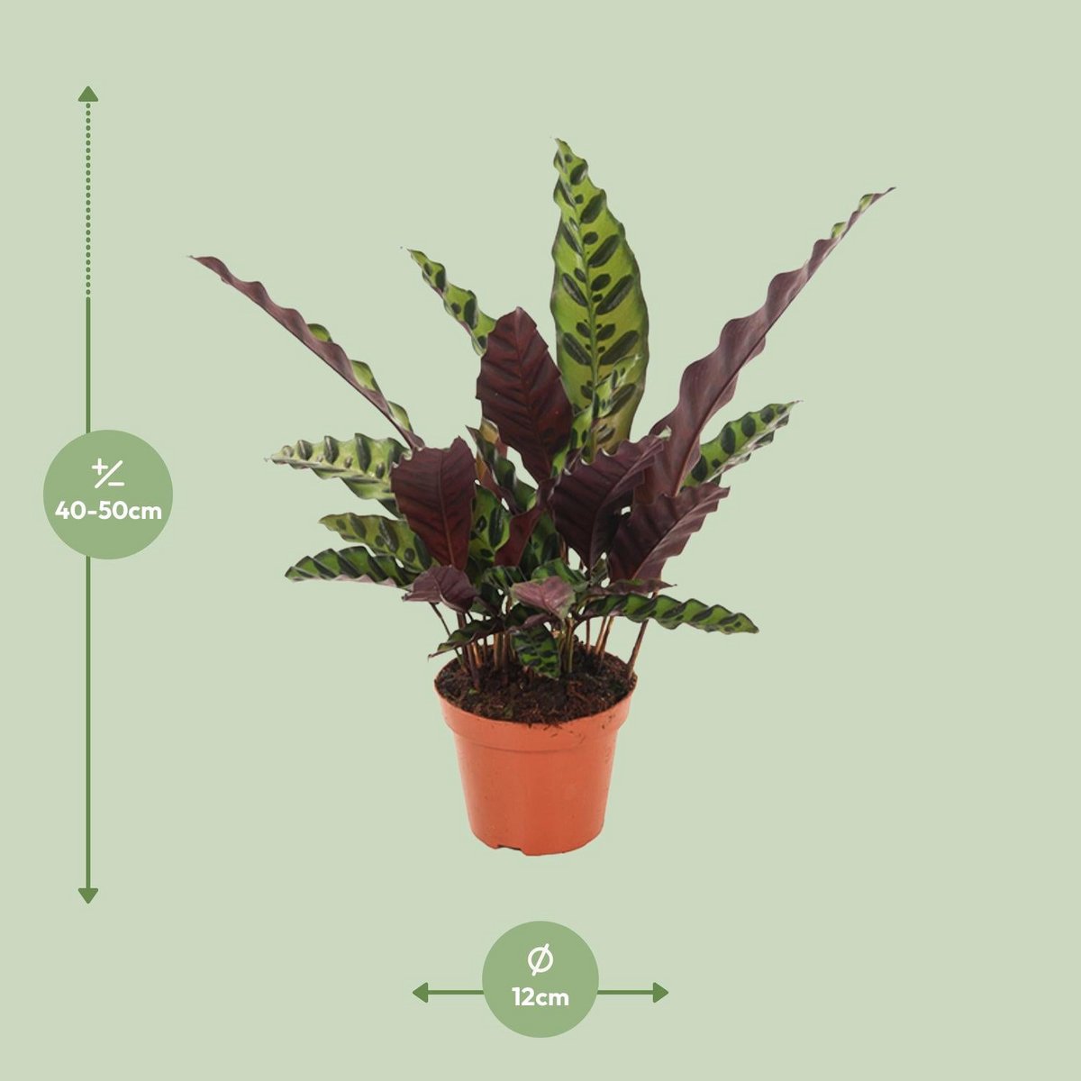 Calathea gemarkeerd - Ø12cm - ↕50 cm