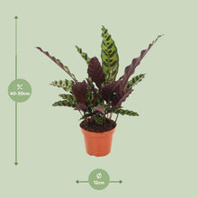 Kamerplant Calathea gemarkeerd Ø12cm 50cm
