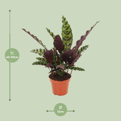 Calathea gemarkeerd - Ø12cm - ↕50 cm