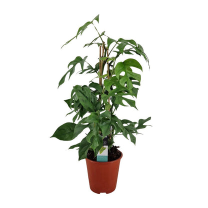 Philodendron Minima Pyramid - Ø19 ↕75