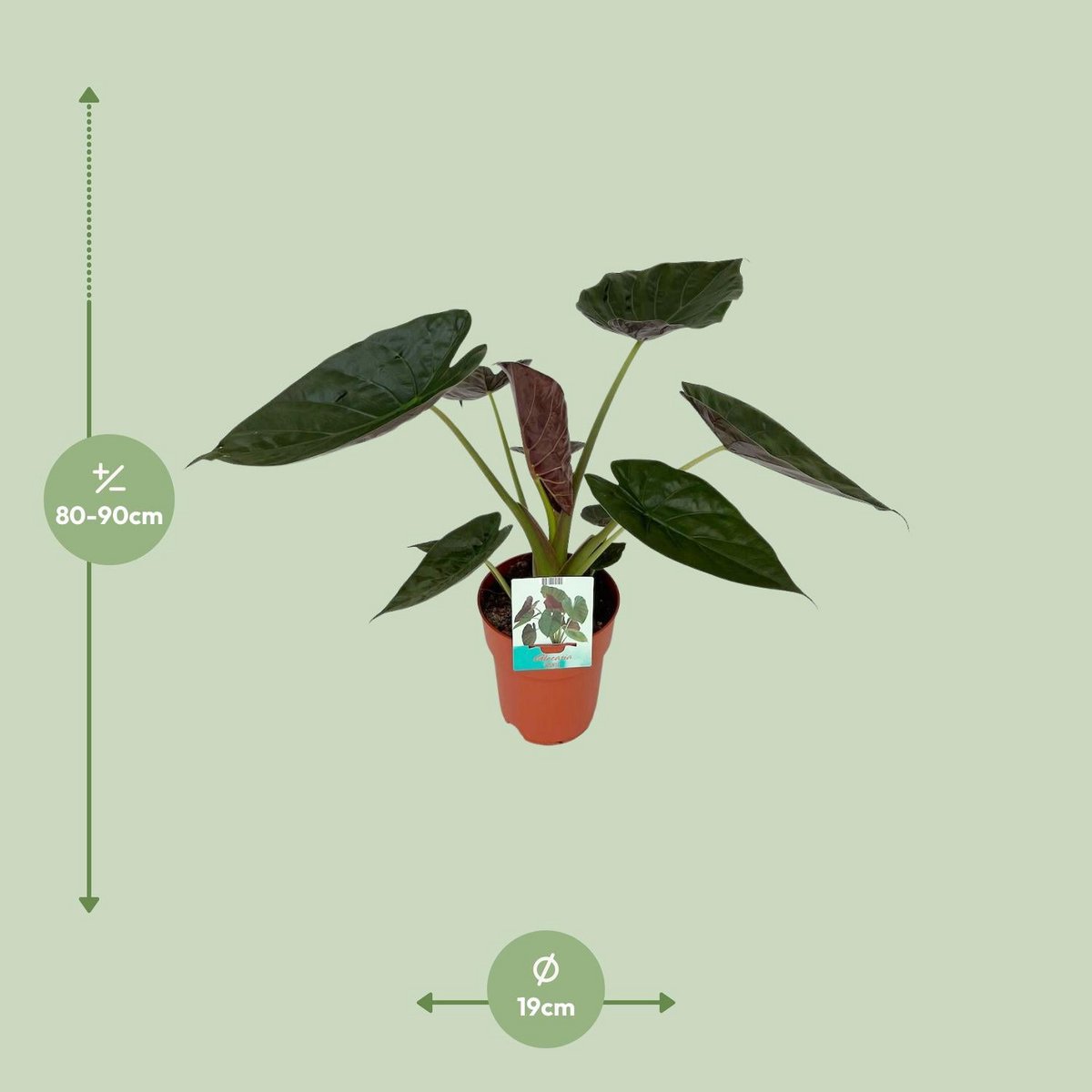 Kamerplant Alocasia wentii Ø19cm 85cm