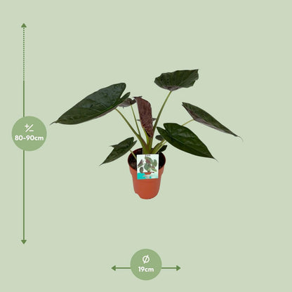 Kamerplant Alocasia wentii Ø19cm 85cm