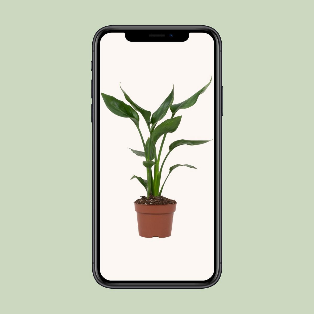 Strelitzia Queen kamerplant Ø12cm ↕35cm