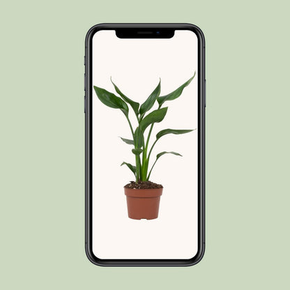 Strelitzia Queen kamerplant Ø12cm ↕35cm