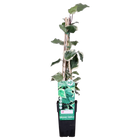 Klimop Hedera Algeriensis 'Gloire de Maren' Ø15cm 65cm
